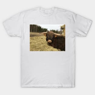 Scottish Highland Cattle Bull 2337 T-Shirt